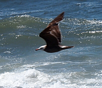 [Both brown wings are fully extended vertically as the white-headed bird flies above the frothy surf.]